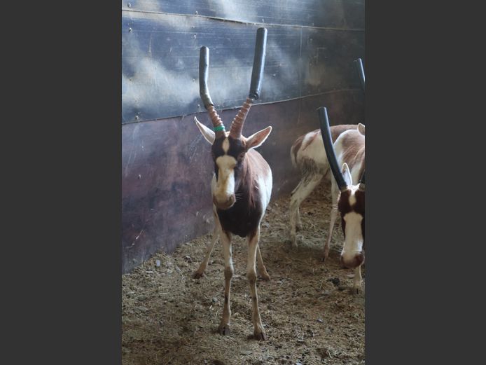SAALRUG BLESBOK | BRUMMERSDAM