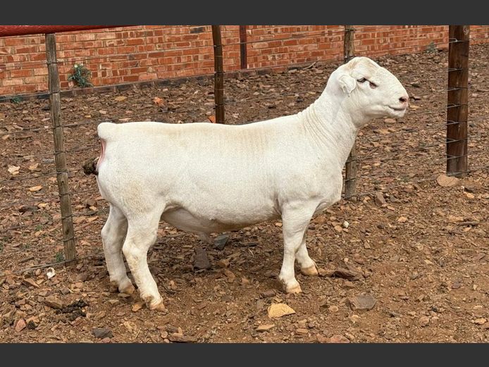 CJ Coetzee Witdorpers