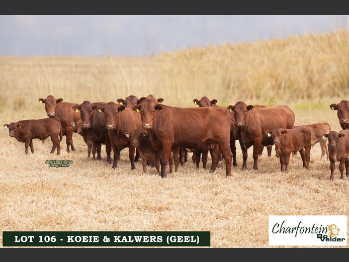 Koeie met kalwers