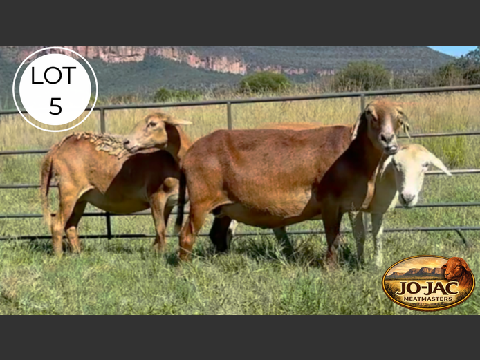 Ewes | Jo-Jac Meatmasters