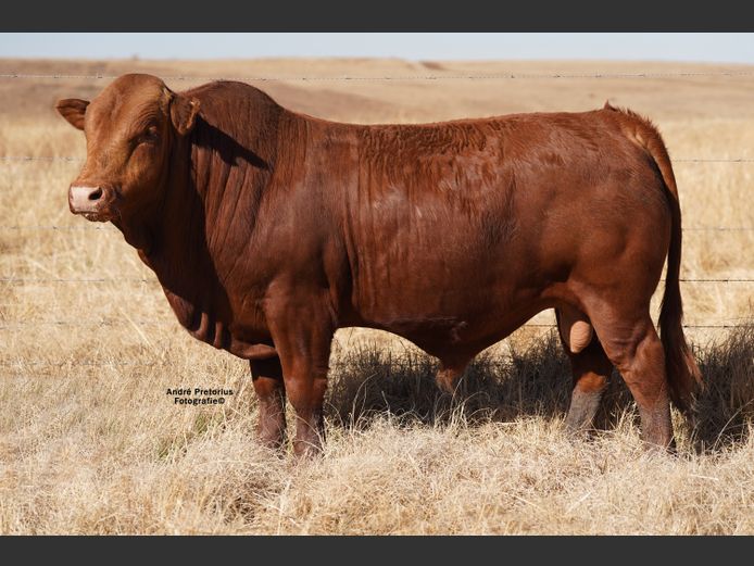 AG220704