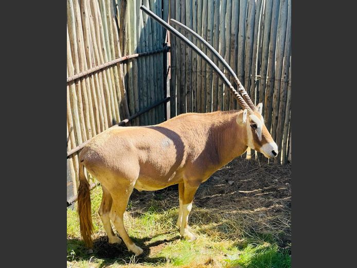 Goue Gemsbok Bul