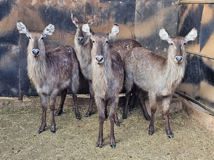 WATERBUCK | NONYA SAFARIS
