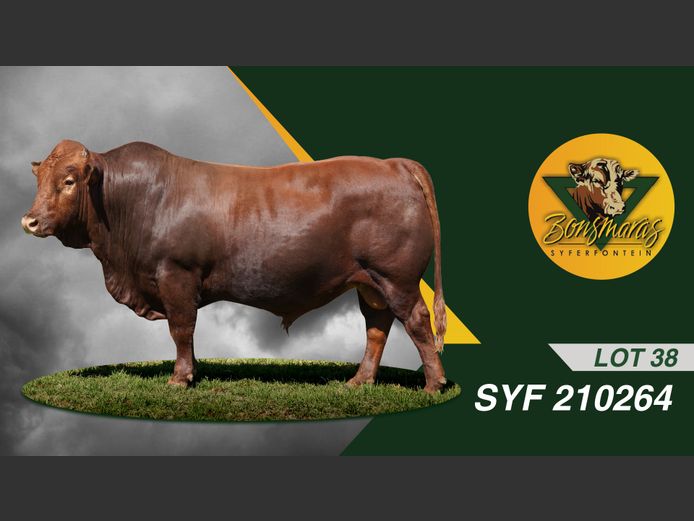 SYF210264 | SYFERFONTEIN BOERDERY