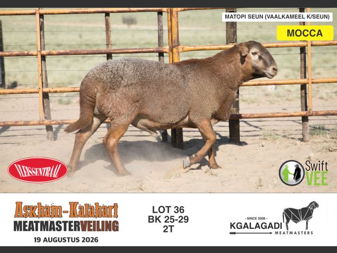 BK 25-29 | BARRI KNOETZE