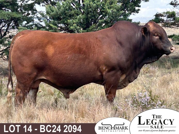 BC242094 | NO 8 CATTLE CO (PTY) LTD