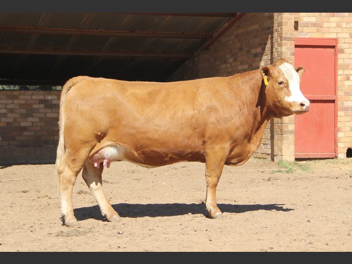 E2169 | EE SCHULENBURG