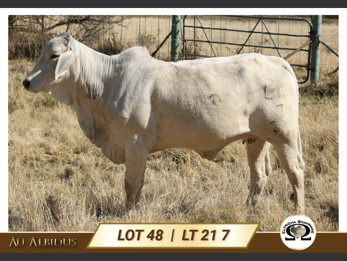 LT217 | TRICHARDT LG