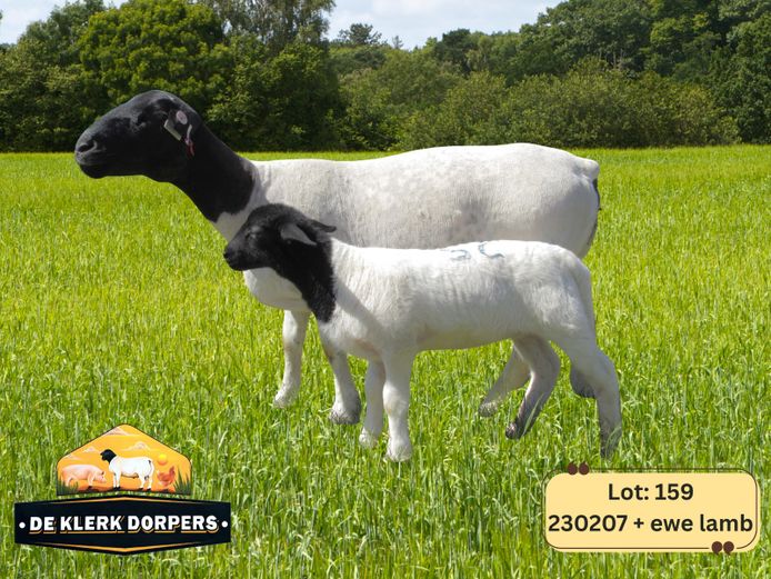 230207 | DE KLERK DORPERS