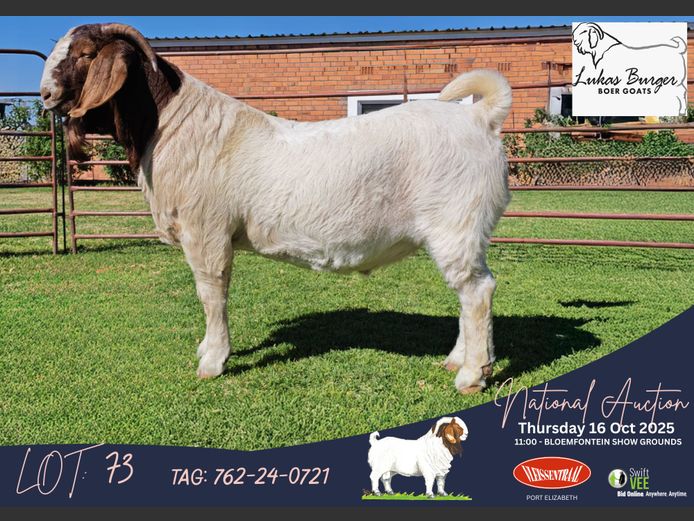 762-24-721 VELLIES | Abraham Burger