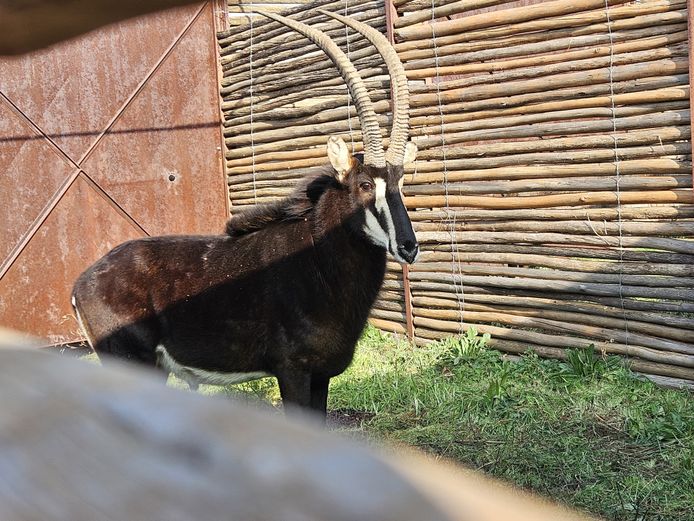 SABLE BUL