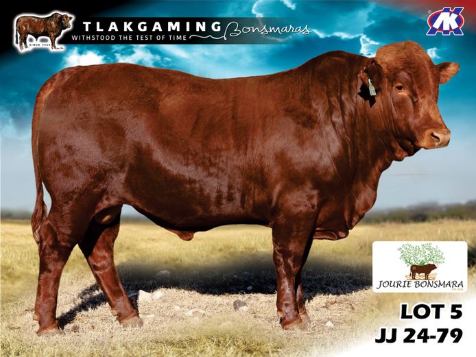 JJ240079 | JOURIE BONSMARAS