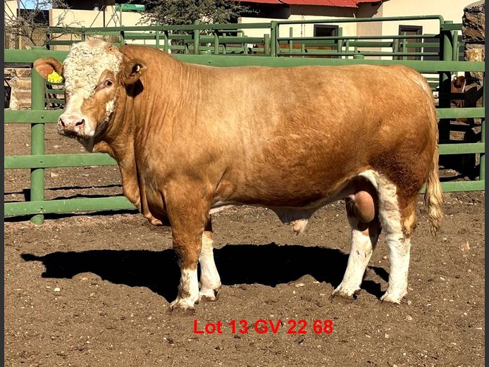 GV2268 | VOIGTLAND SIMMENTALER