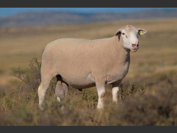 HE 240225 | EKSTEEN’S HATARI DORMER STUD