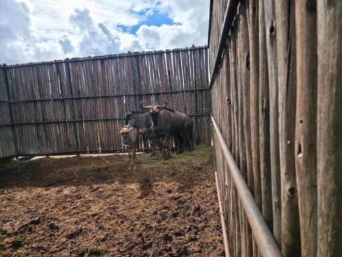 BLOUWILDEBEES | HANLEY