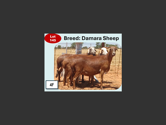 DAMARA SHEEP | ANNUAL MYTILUS AND ELOFF