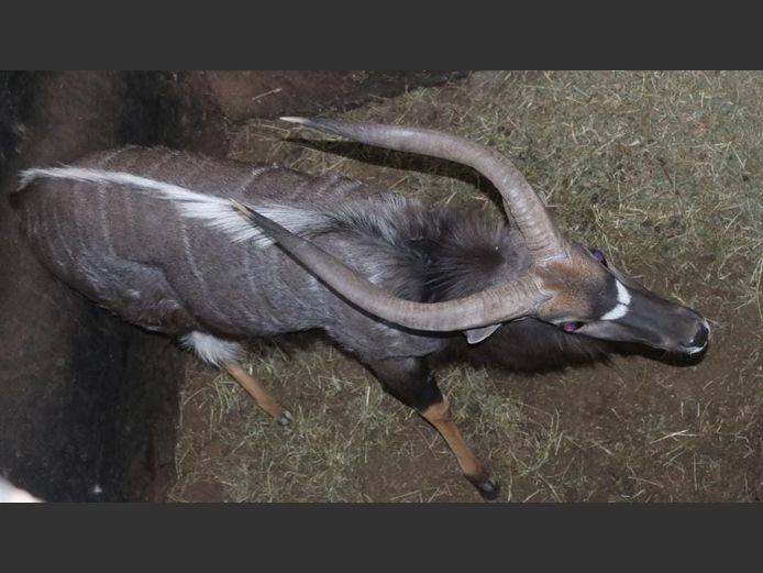 NYALA