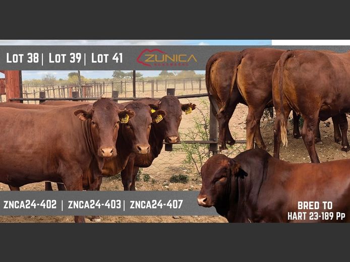 ZNCA240407 | N.J. VAN HEERDEN