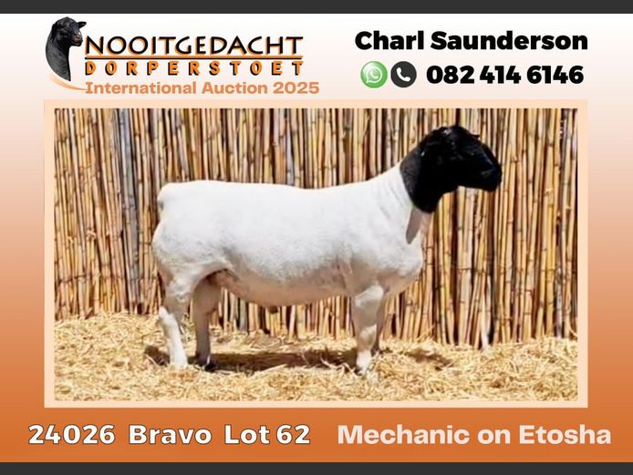 2250 24 0026 | Nooitgedacht Dorpers