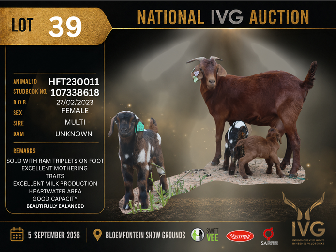 HFT23-0005 | HOOPFONTEIN STUD