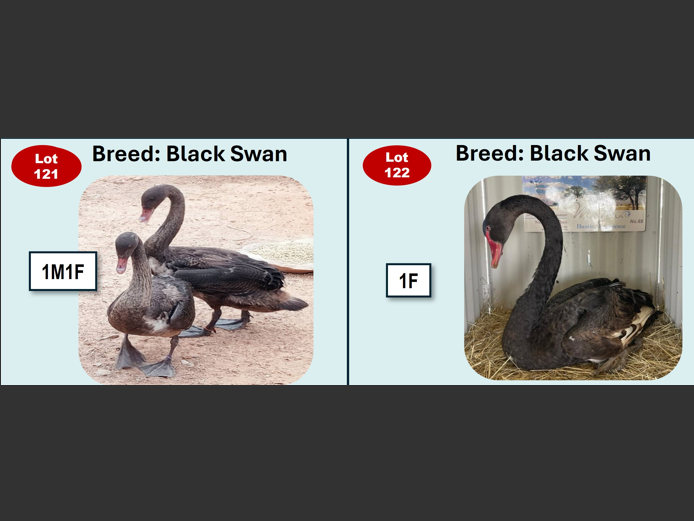 BLACK SWAN | ANNUAL MYTILUS AND ELOFF