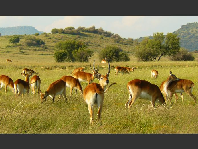 Lechwe | PJVZ Lubbe Boerdery
