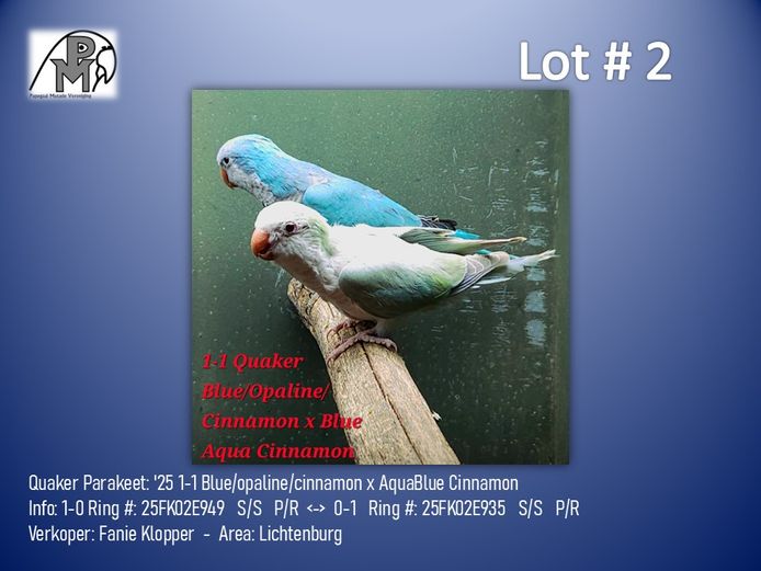 1-1 '25 Quaker Parakeet: Blue/opaline/cinnamon x AquaBlue Cinnamon - Fanie Klopper