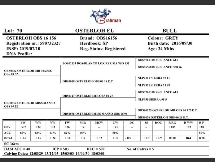 OSTERLOH BRAHMAN OBS16156