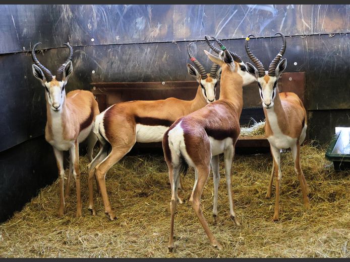 DAMARA SPRINGBOK | ZIONSHEUVEL TRUST