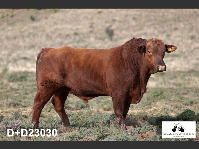 D+D23030 | DONIAN KO