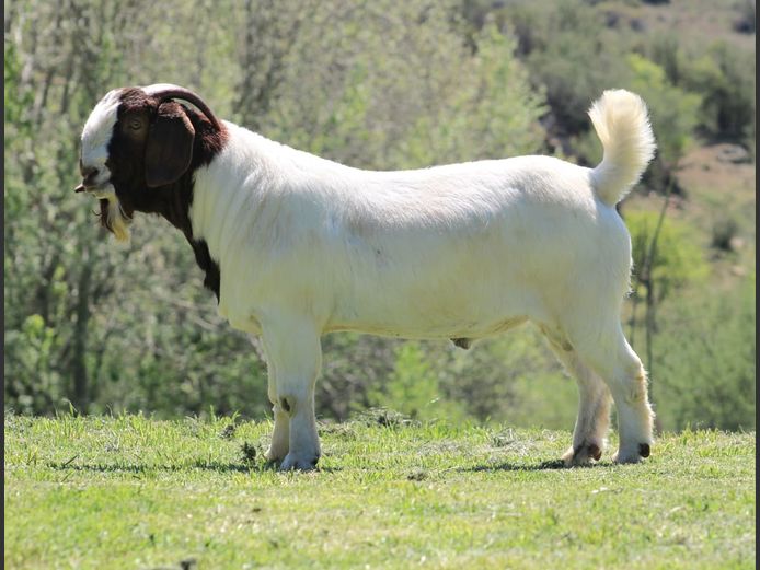 25-008 | Rietkuil Boer Goat Stud