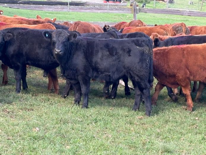 Intact Bull Calves | B. Cotterrell