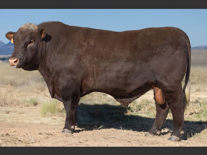 TZ 230101 | FAURZYL FARMING (PTY) LTD