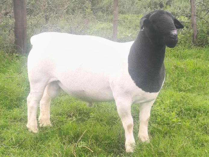 25-60 | JT VILJOEN