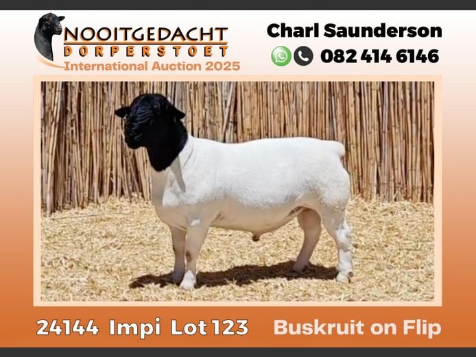 2250 24 0144 | Nooitgedacht Dorpers