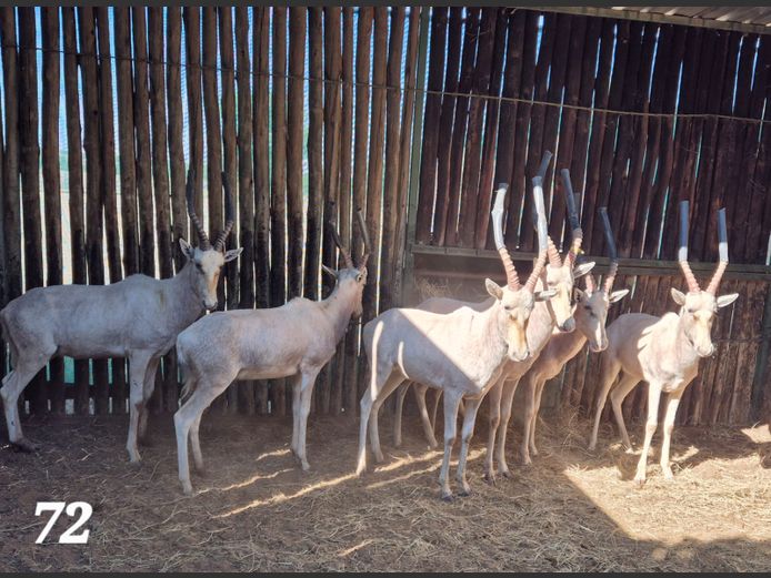 WIT BLESBOK | CGOC