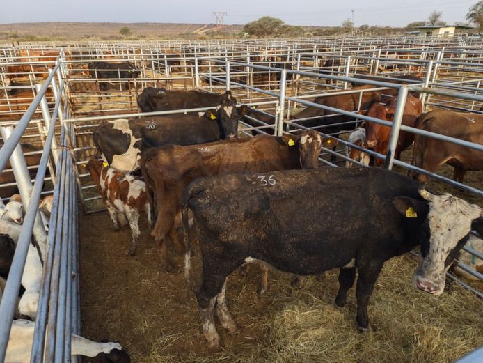 VAN NIEKERK PJ | DAIRY CATTLE 