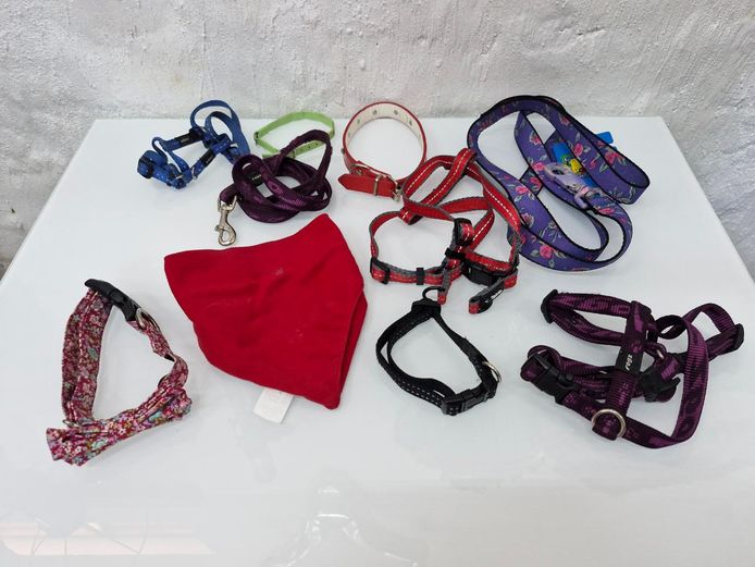 Bundle of Small-Medium Dog Harnesses, Collars & Leashes