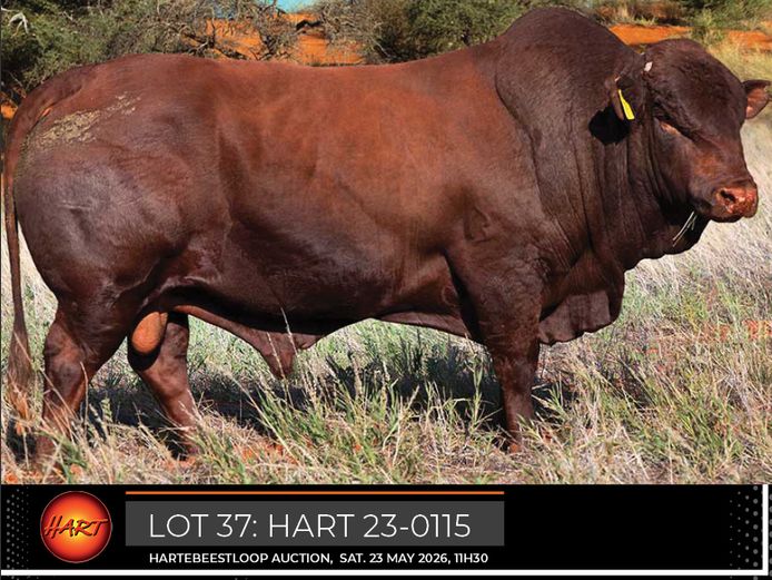 HART230115HH(c) | HARTEBEESTLOOP BONSMARA