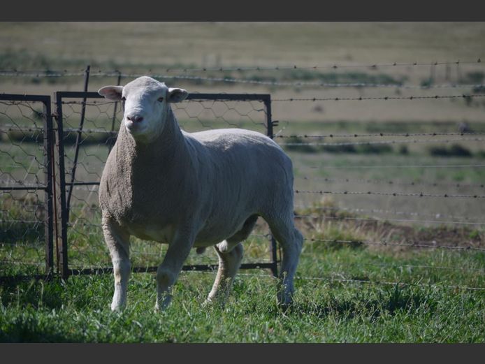 T 240031 | TWEE BROERS DORMER STOET