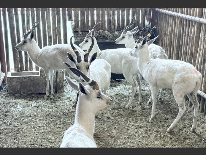 Wit Springbok Ram