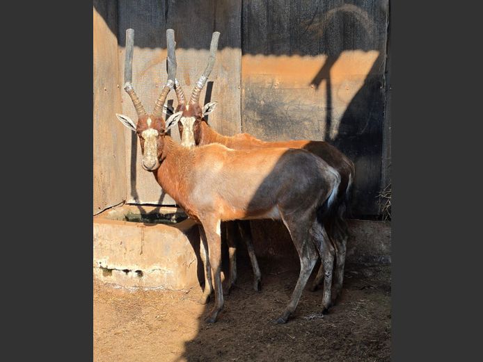 BLESBOK | LITTLE HUT