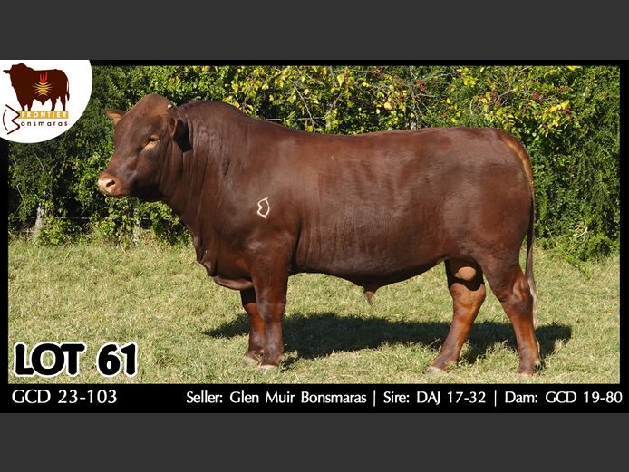 GCD 230103 | GLEN MUIR BONSMARAS