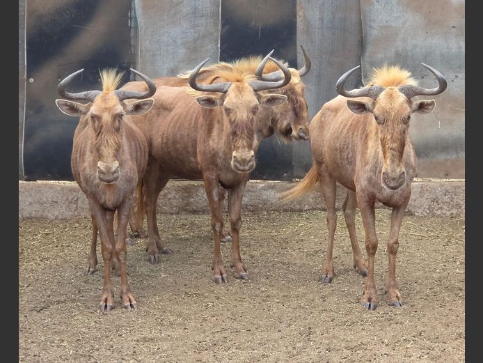 GOUE WILDEBEES | SABLE & SAGE
SOLUTIONS