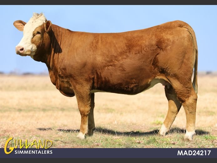 MAD24217 | Martiens de Jager