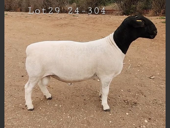 24 304 | Rikus van der Merwe