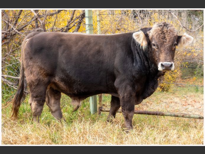 JC 220054 | JC BRAUNVIEH STUD