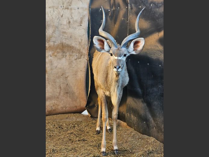 KUDU | C.P. KLOPPERS