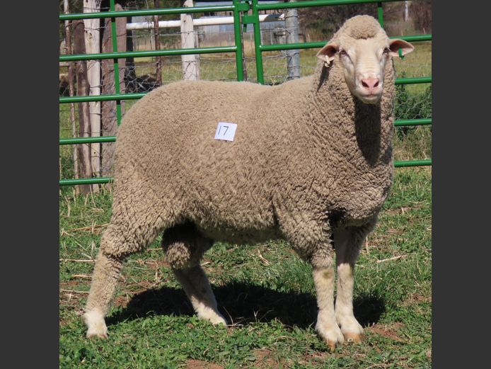 153 | Rooipoort Poenskop Merinos