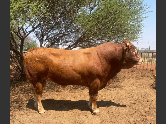 22-0030BMP | SONBERN LIMOUSIN